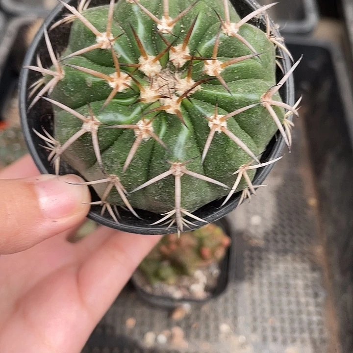 310圆盘玉仙人球植物