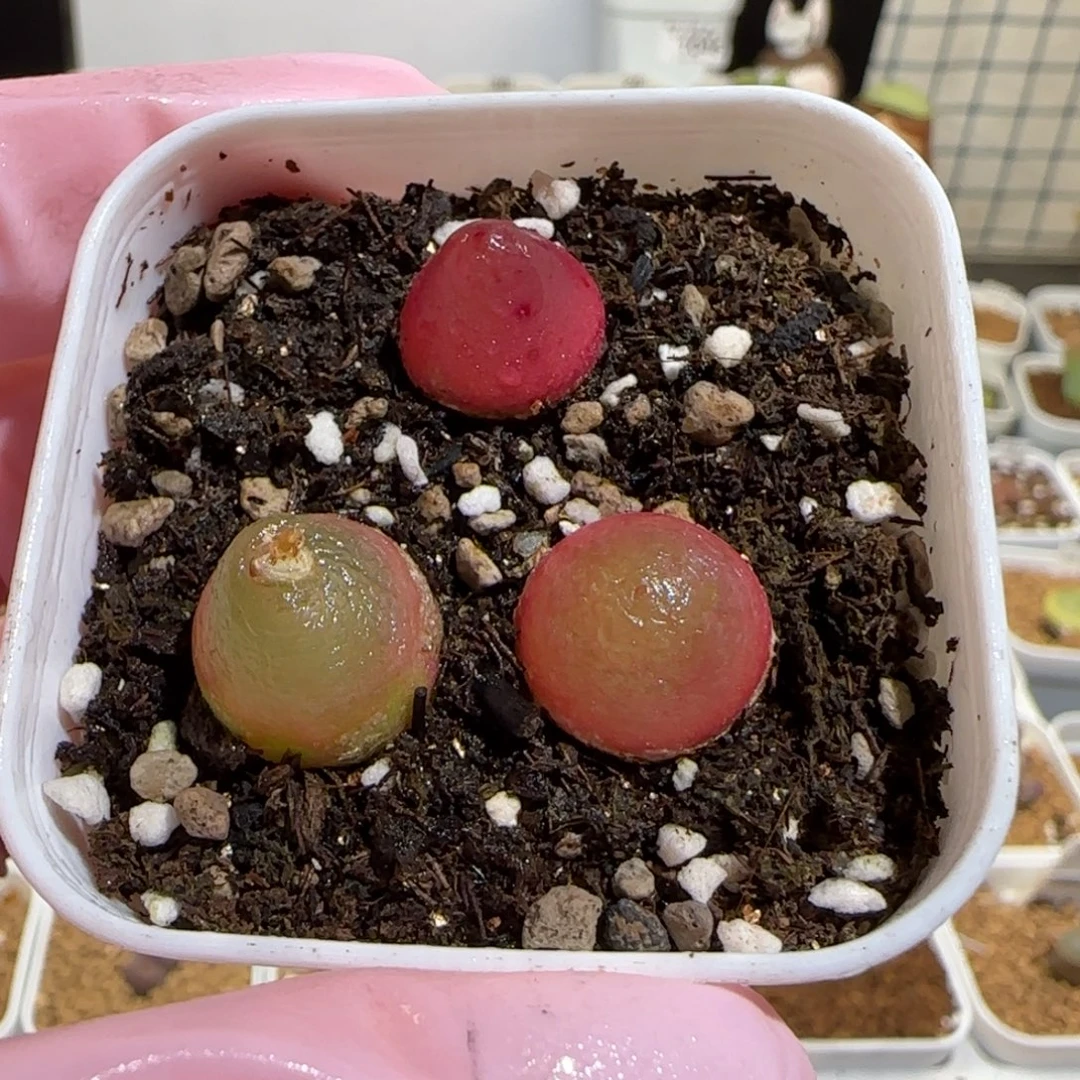 肉锥多肉植物组合-灯泡一盆1133