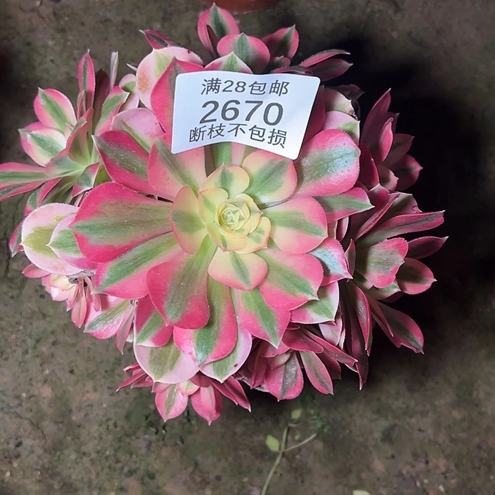 2670粉女巫多肉植物