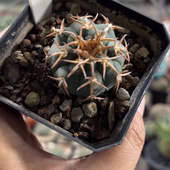 9984实生猫爪好养