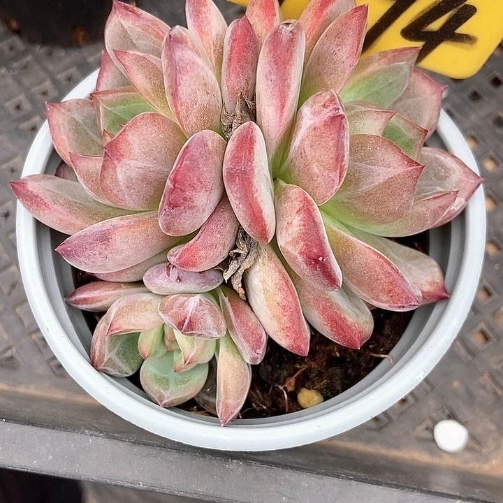 多肉植物夜魔侠群1094