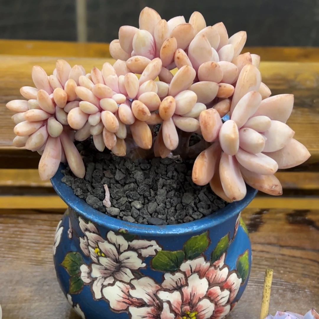 张张精品多肉甄选桃霜缀