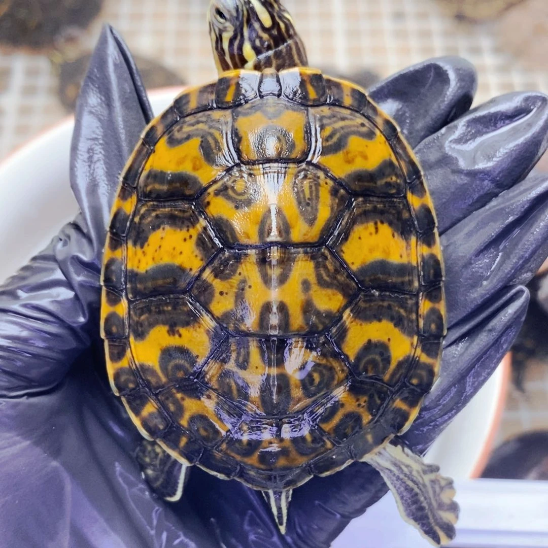 不分公母宠物龟通背宽纹火焰公