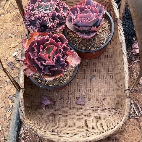 鱼**、46号包菜系列3棵