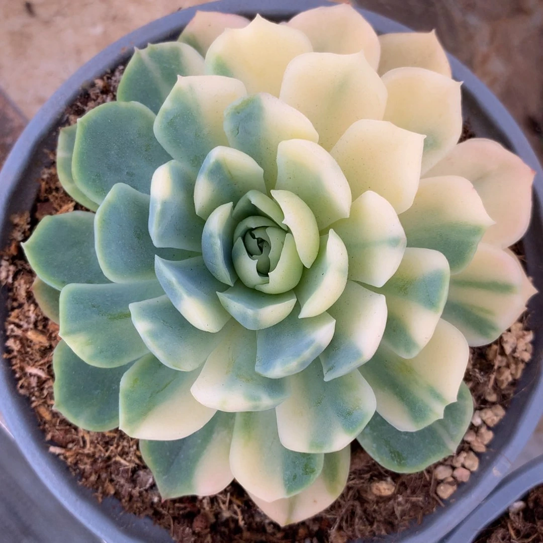 贝瑞锦锦上园艺一物一拍