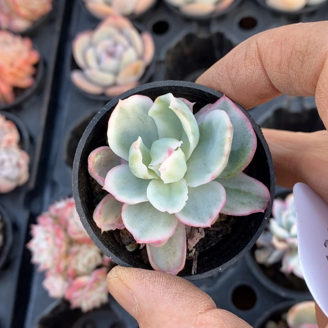 精品多肉一物一拍不包整730