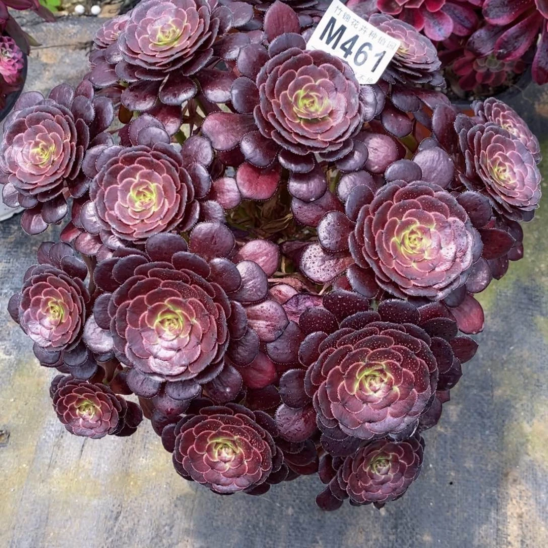 全部花朵461黑萝莉嫩桩桩