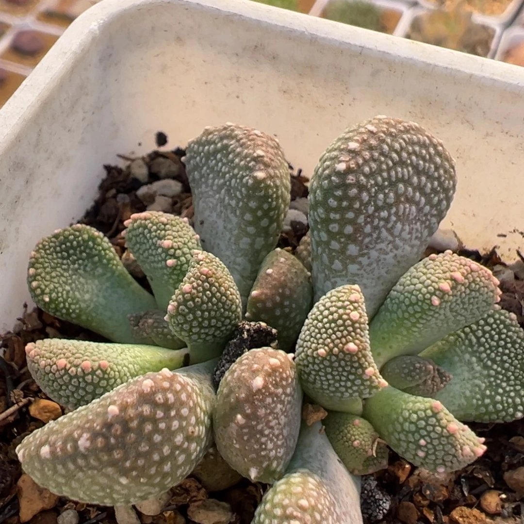 84多肉植物百科植物