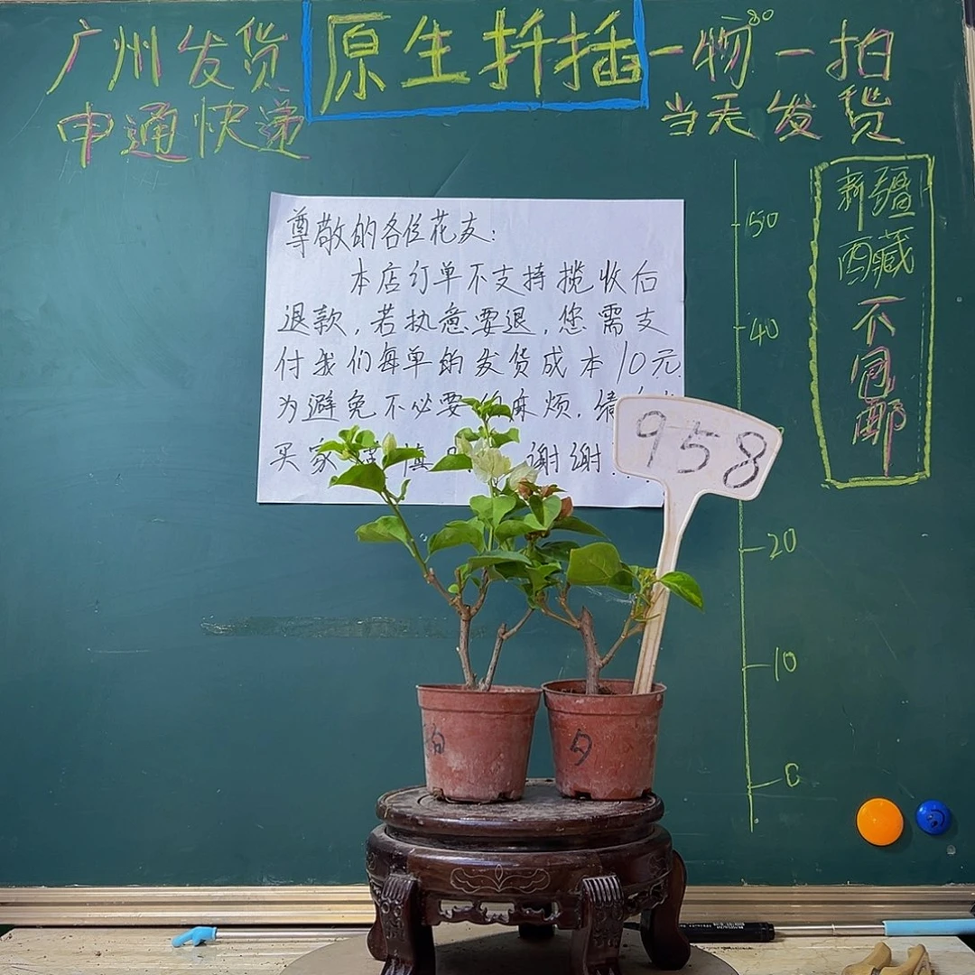 当前无花栽培后可以开花 牙买加白掌中宝 暗斑夕阳红掌中宝 958