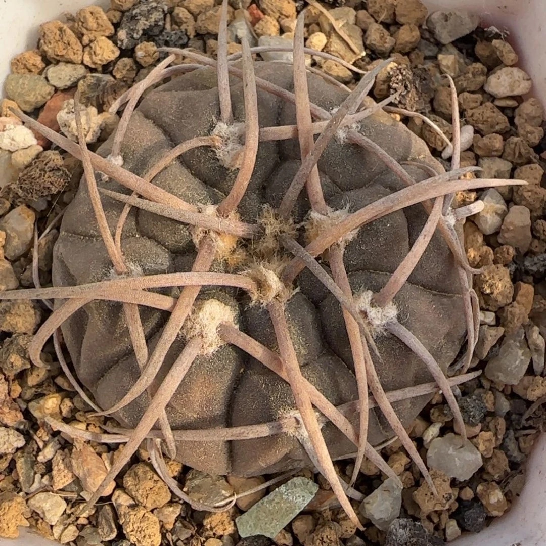 08实生光琳玉多肉