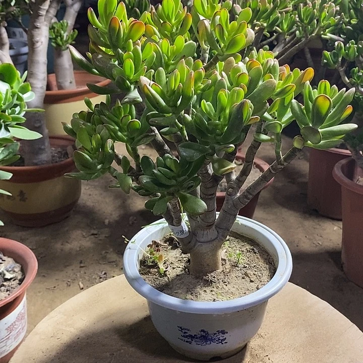 老*爷29招财猫一物一拍