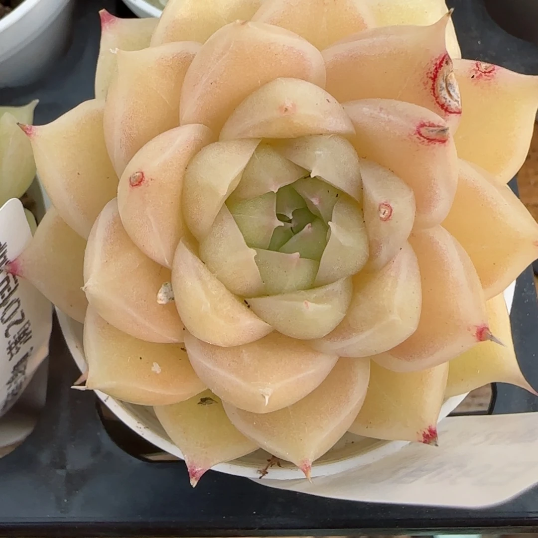 花语逸境0206-158叶伤