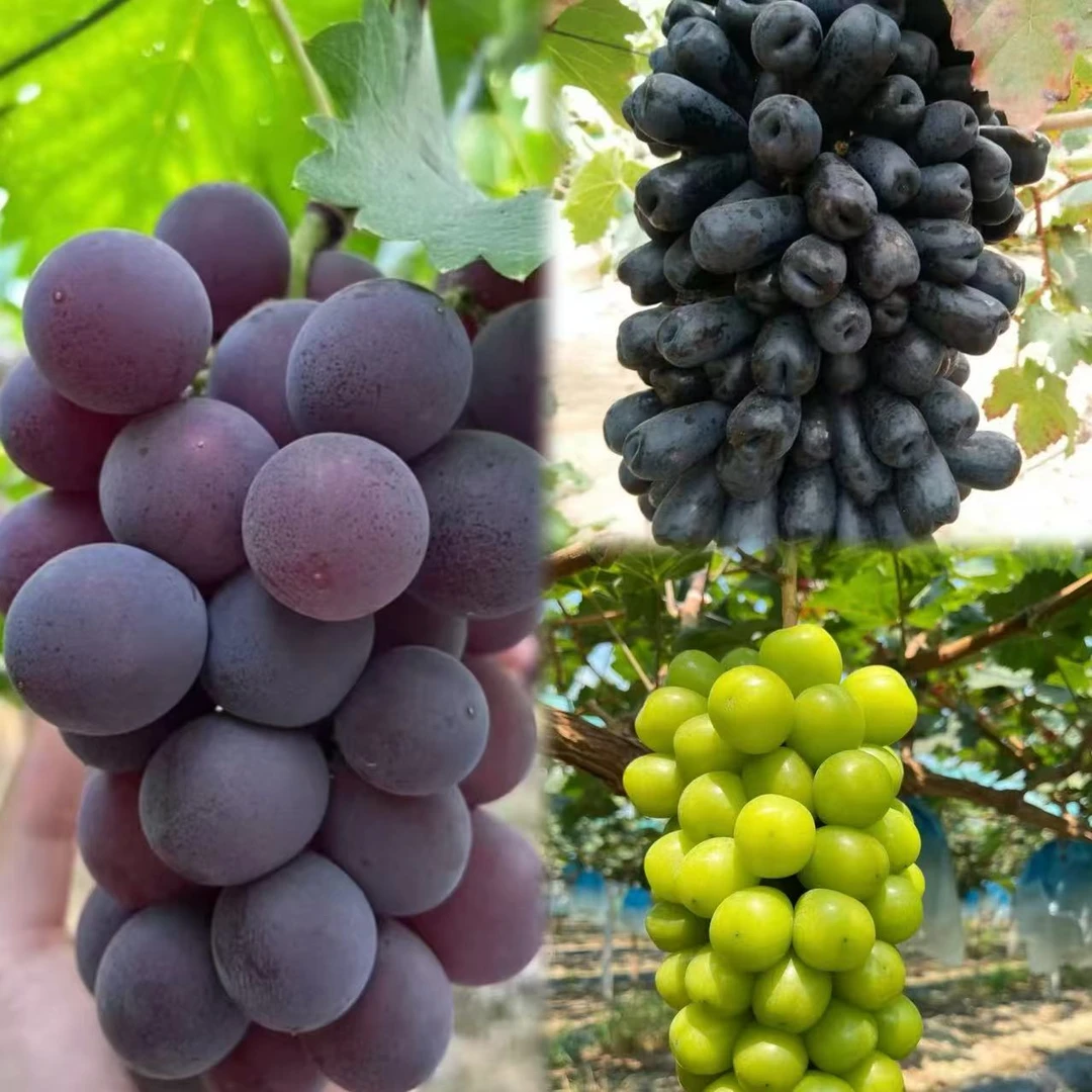 巨峰葡萄苗 阳光玫瑰葡萄苗  蓝宝石苗 南北方都可以种植