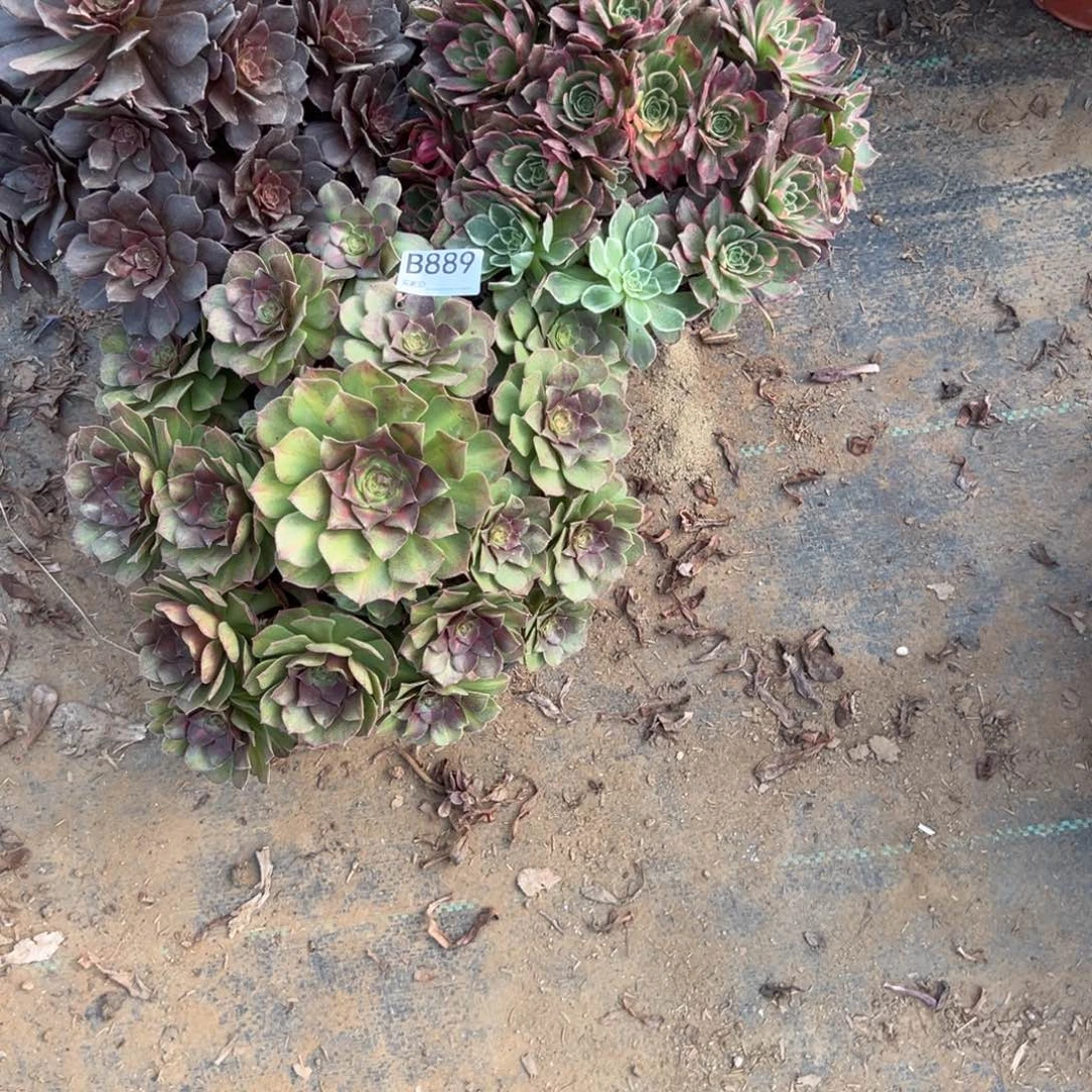 889三颗组合多肉植物法师