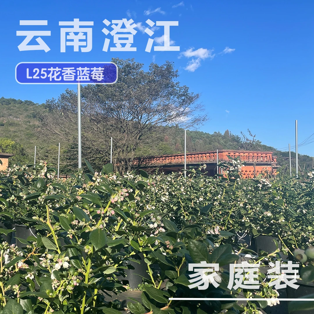 【正宗云南澄江花香蓝莓】25露天生态种植果园自种