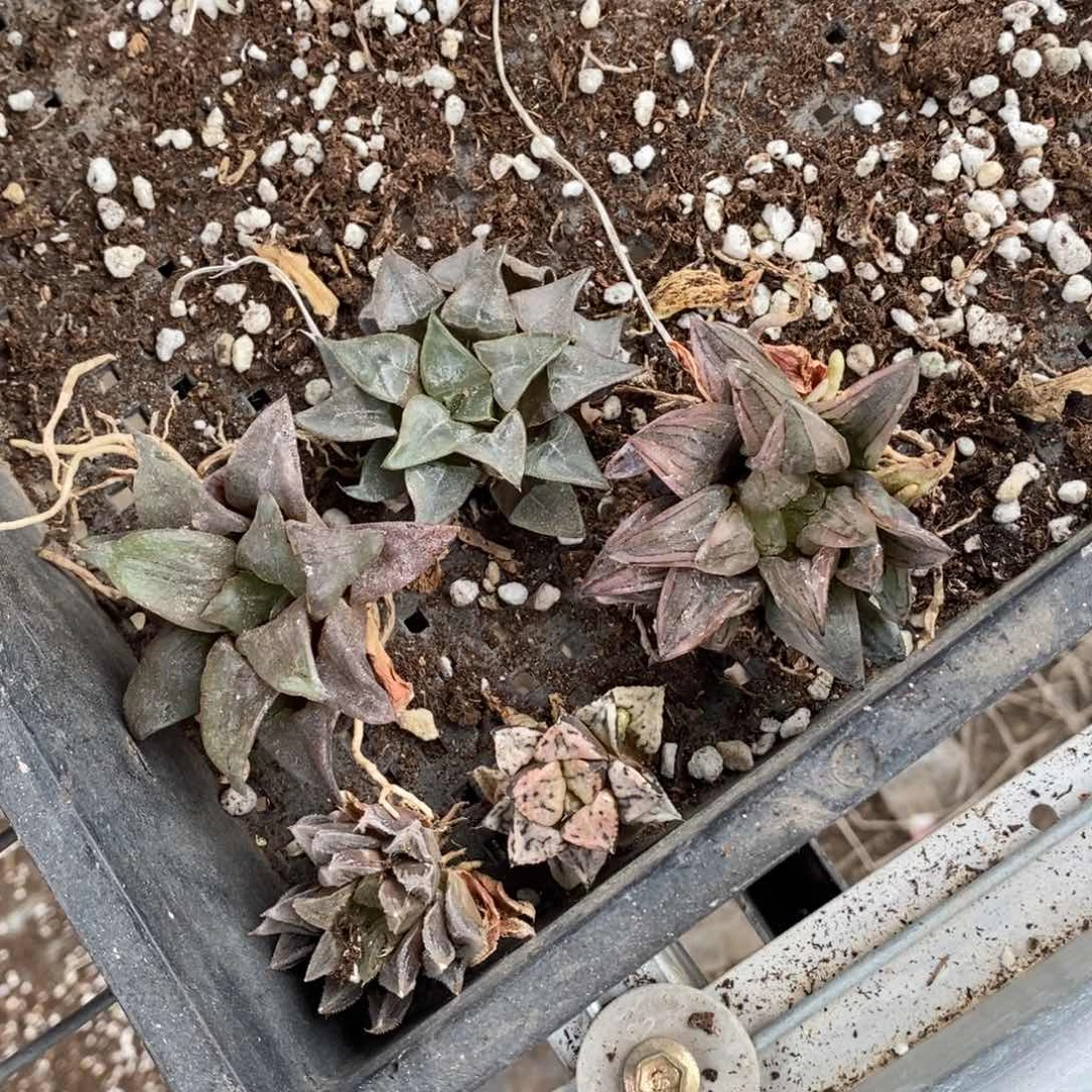 2989 五朵金花 超级福利