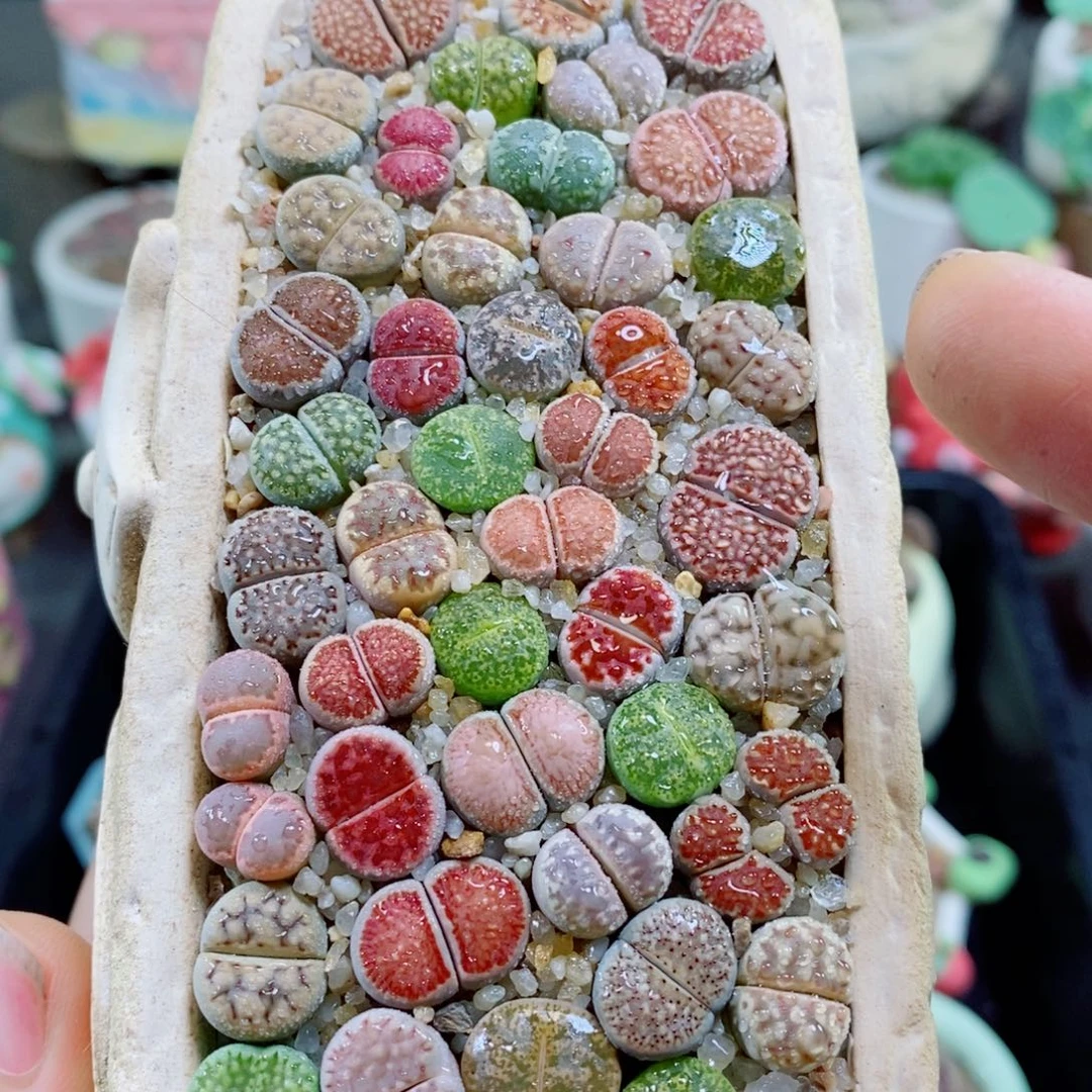 生石花花花花花花花284