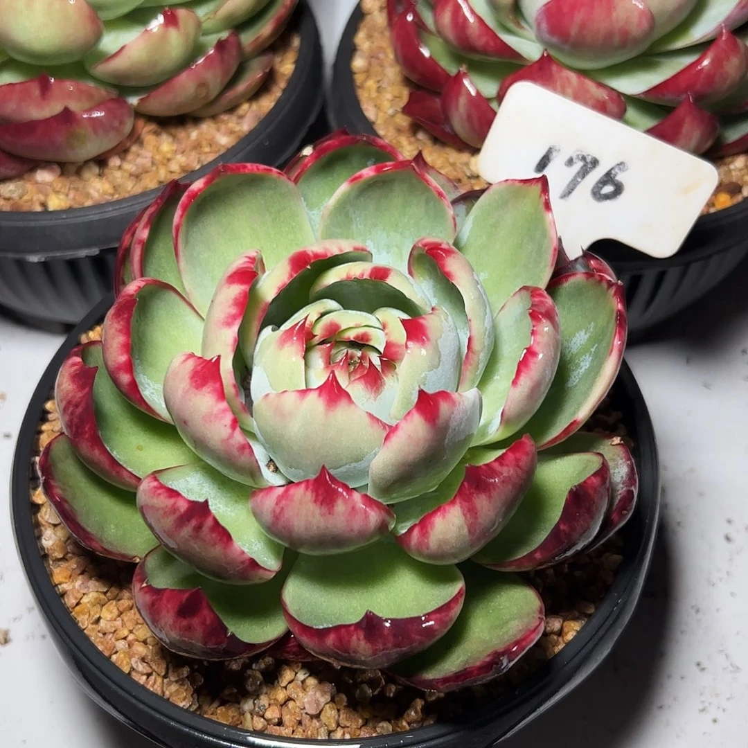 惊鸿仙子一物一拍176号