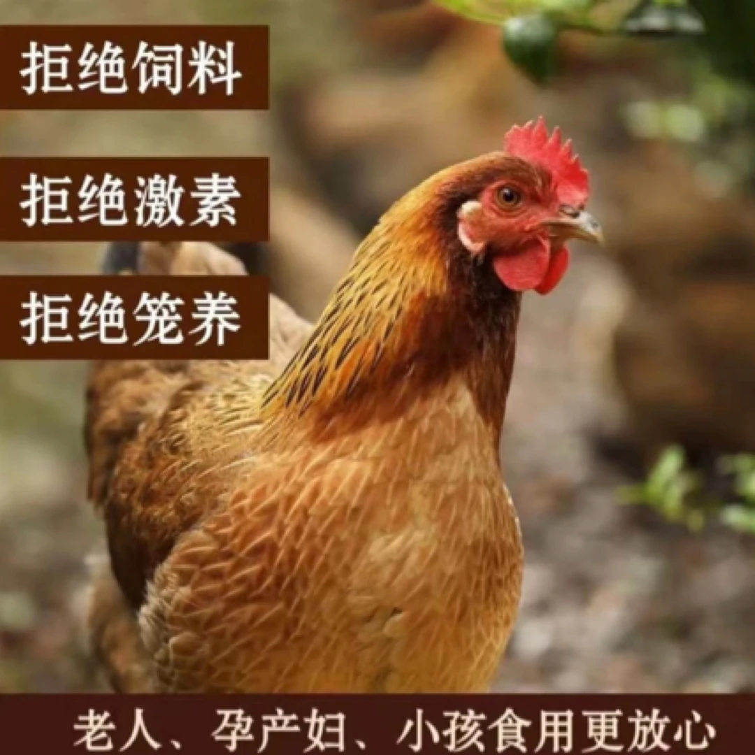 【正宗两只黑脚老母鸡】农家散养2年肉质鲜美煲汤佳选跑山鸡月子鸡