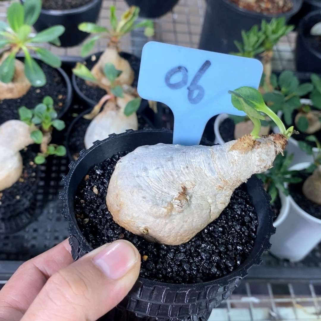 樱花大戢一个多肉