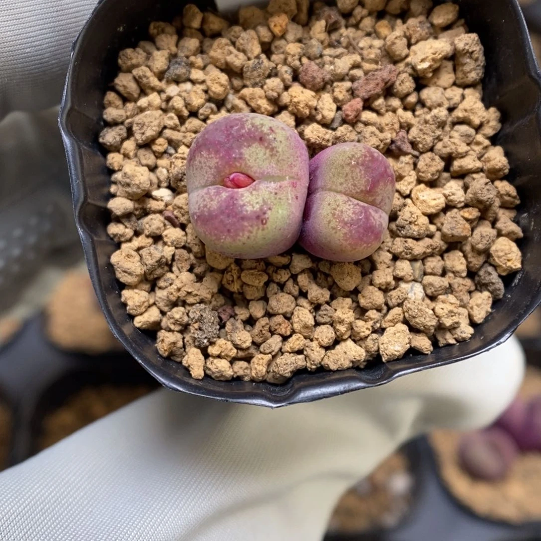 多肉植物肉锥杂交K-3693 KFG墨杂