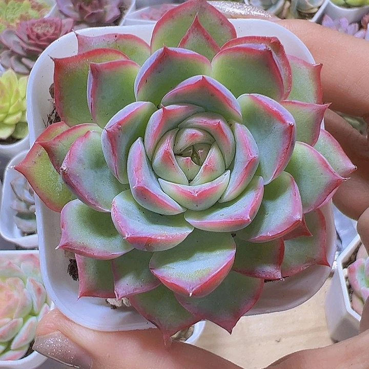侧影19包邮多肉植物