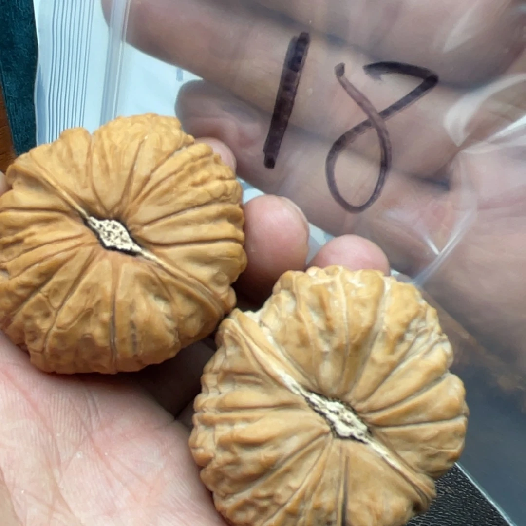 核桃手串/手链735573573537357753