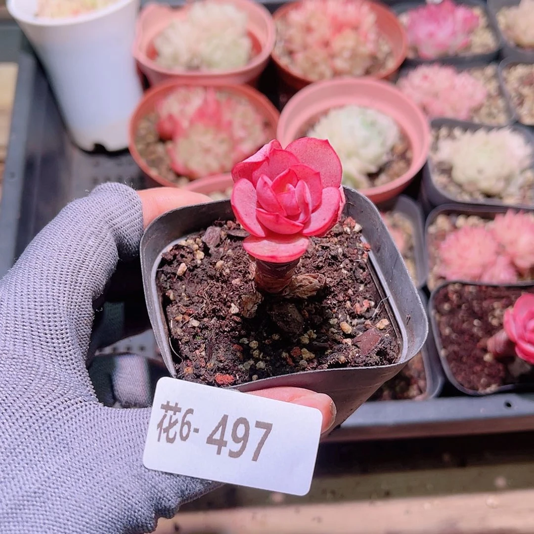 花06-497秀妍单头