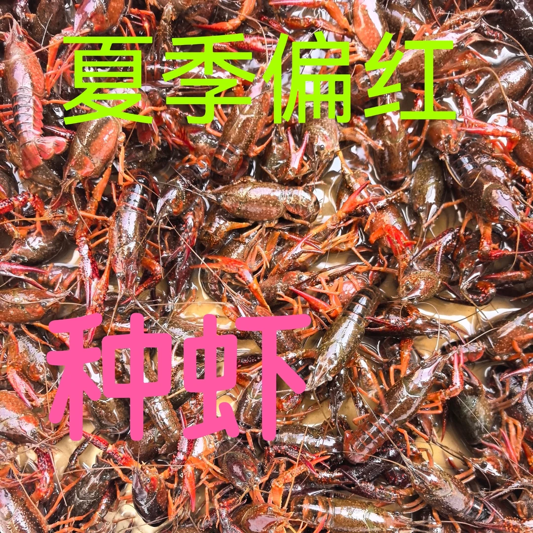 湖北小龙虾养殖基地小龙虾3-5厘米一斤80-120只大小不一