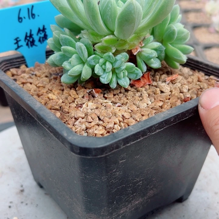 王***筱翡翠香槟多肉植物