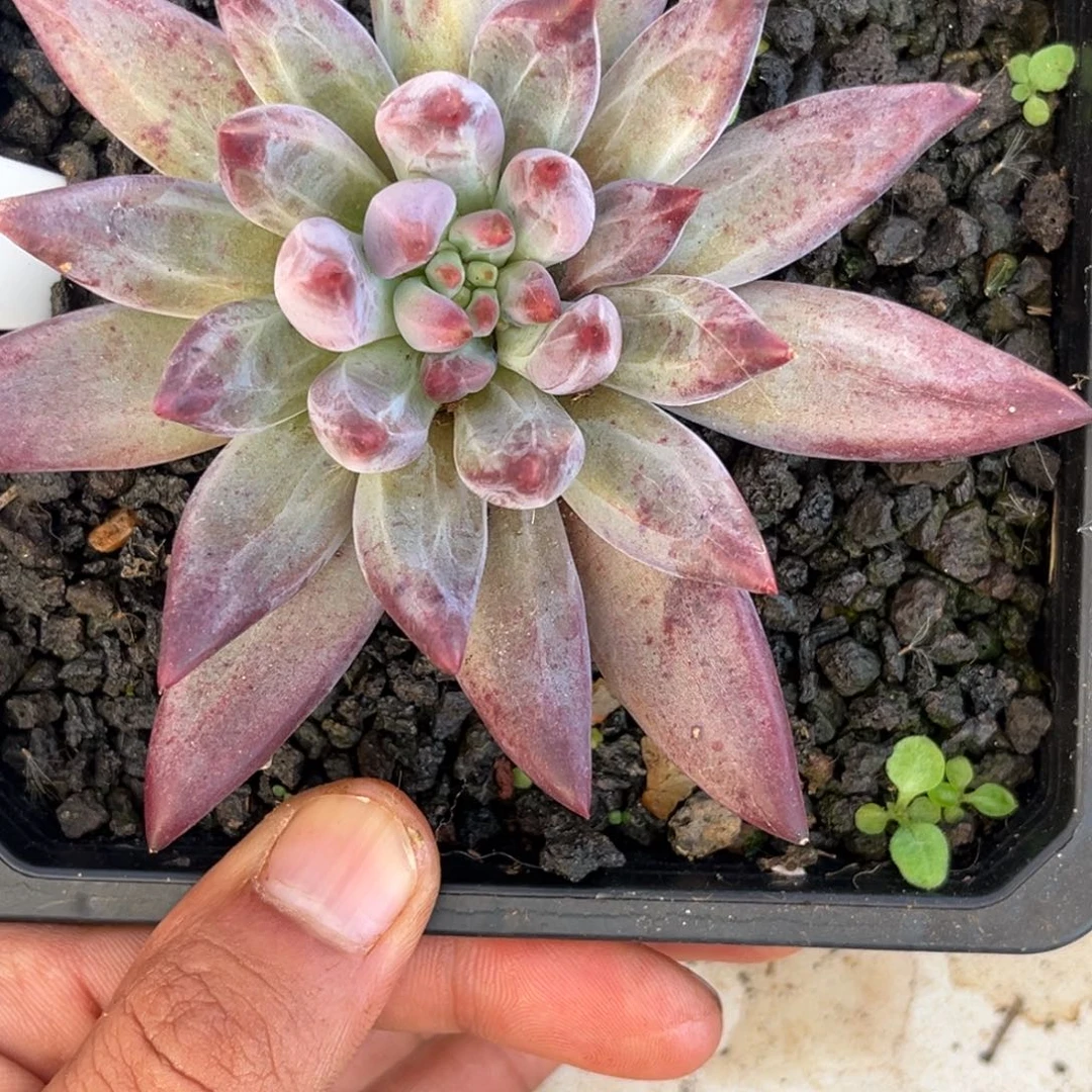 黑鲨鱼多肉植物569