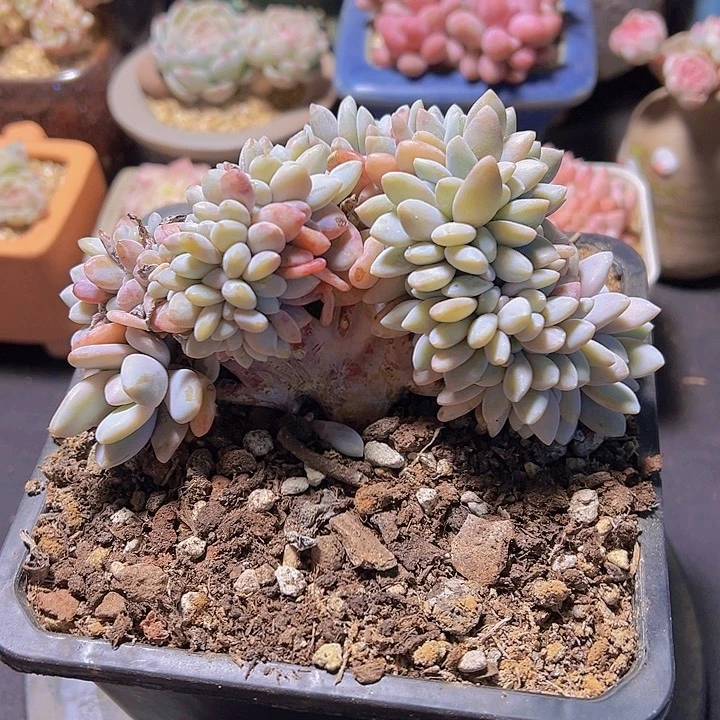 格*粉兔缀，多肉植物