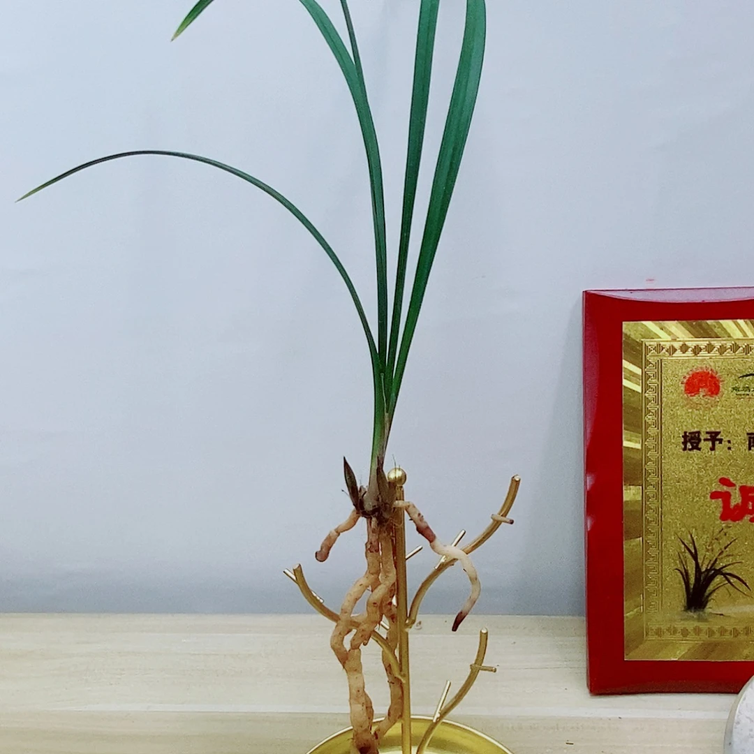 当前无花栽培后可以开花弥