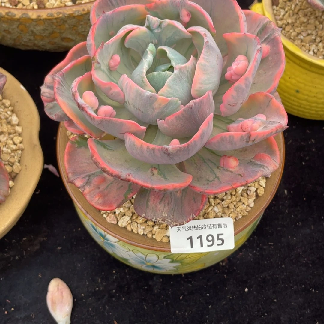 懒****?1195雨滴锦单头多肉植物