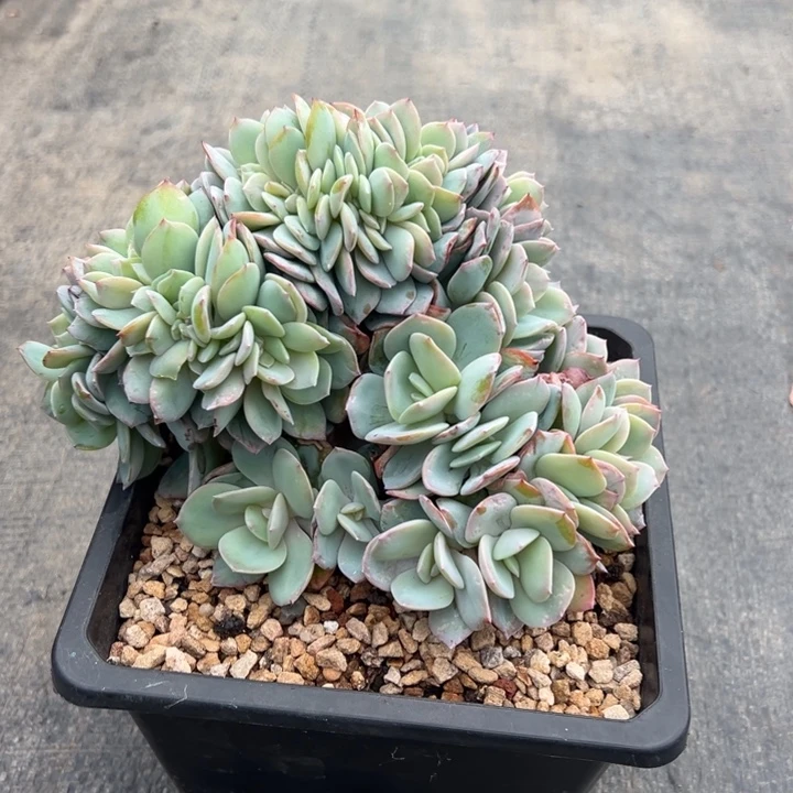 凤缀树多头朵朵带缀秋寒发货