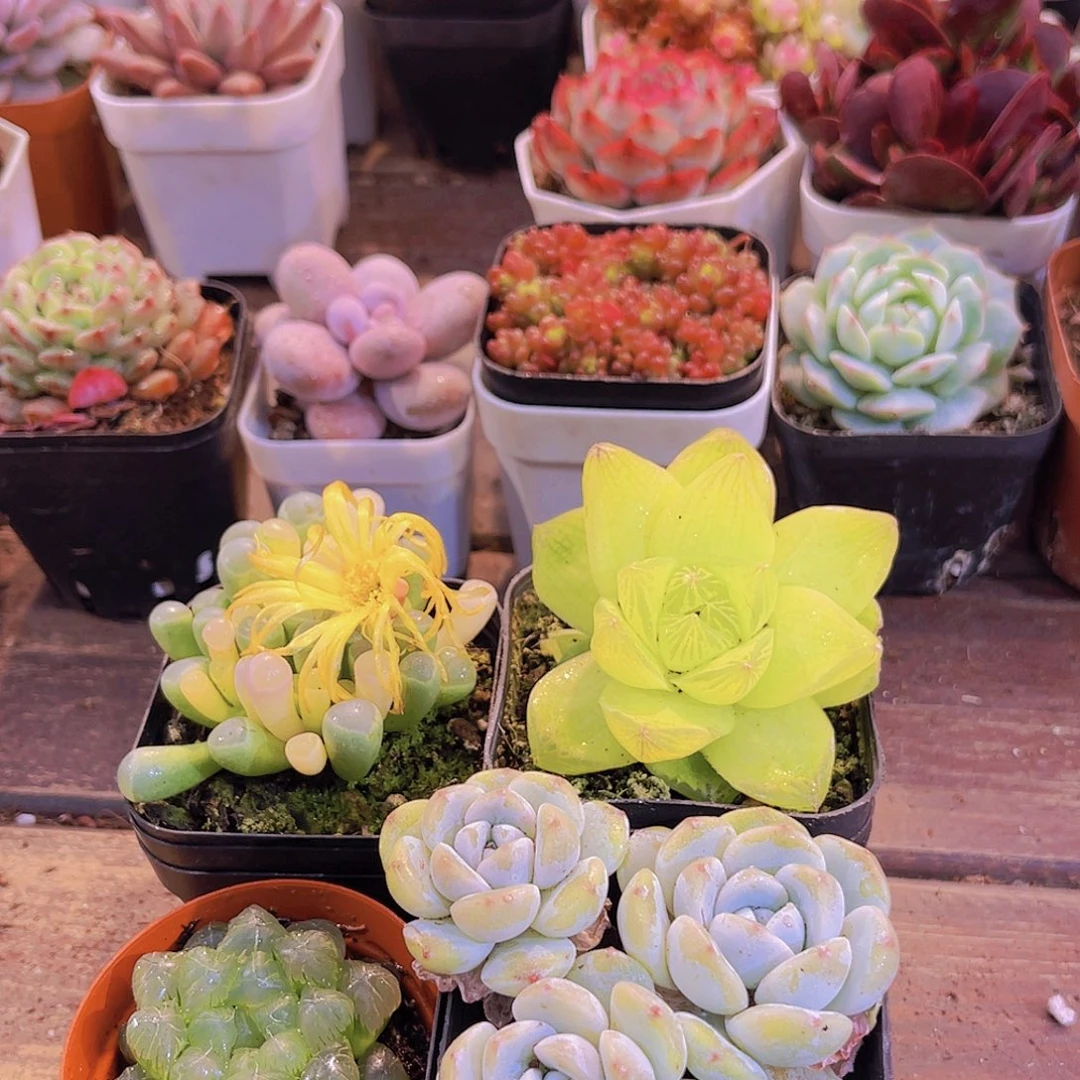 五十锦➕黄金雨露➕姬雨露➕冰玉多