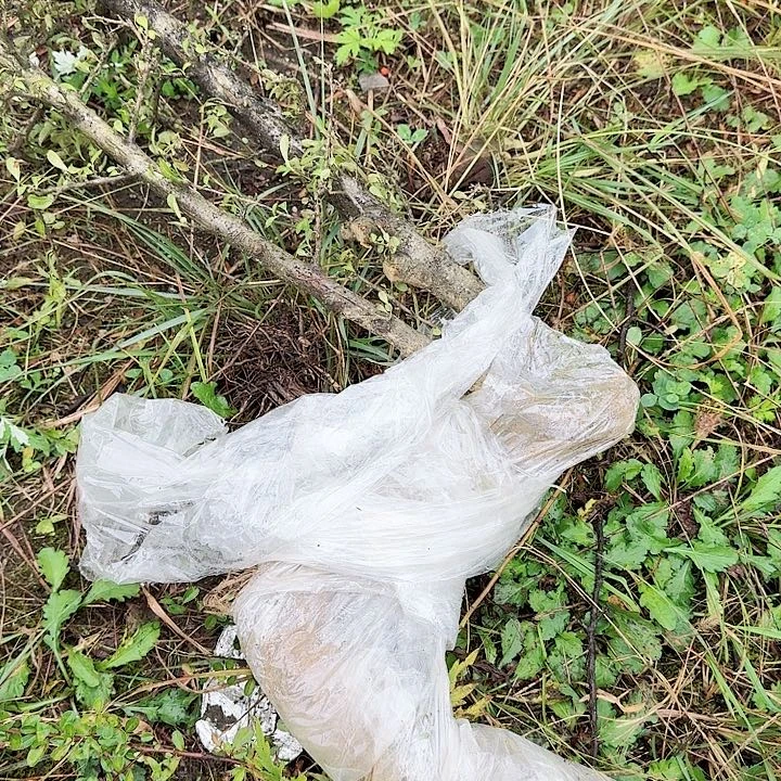 福***星无花朵野生火棘一颗