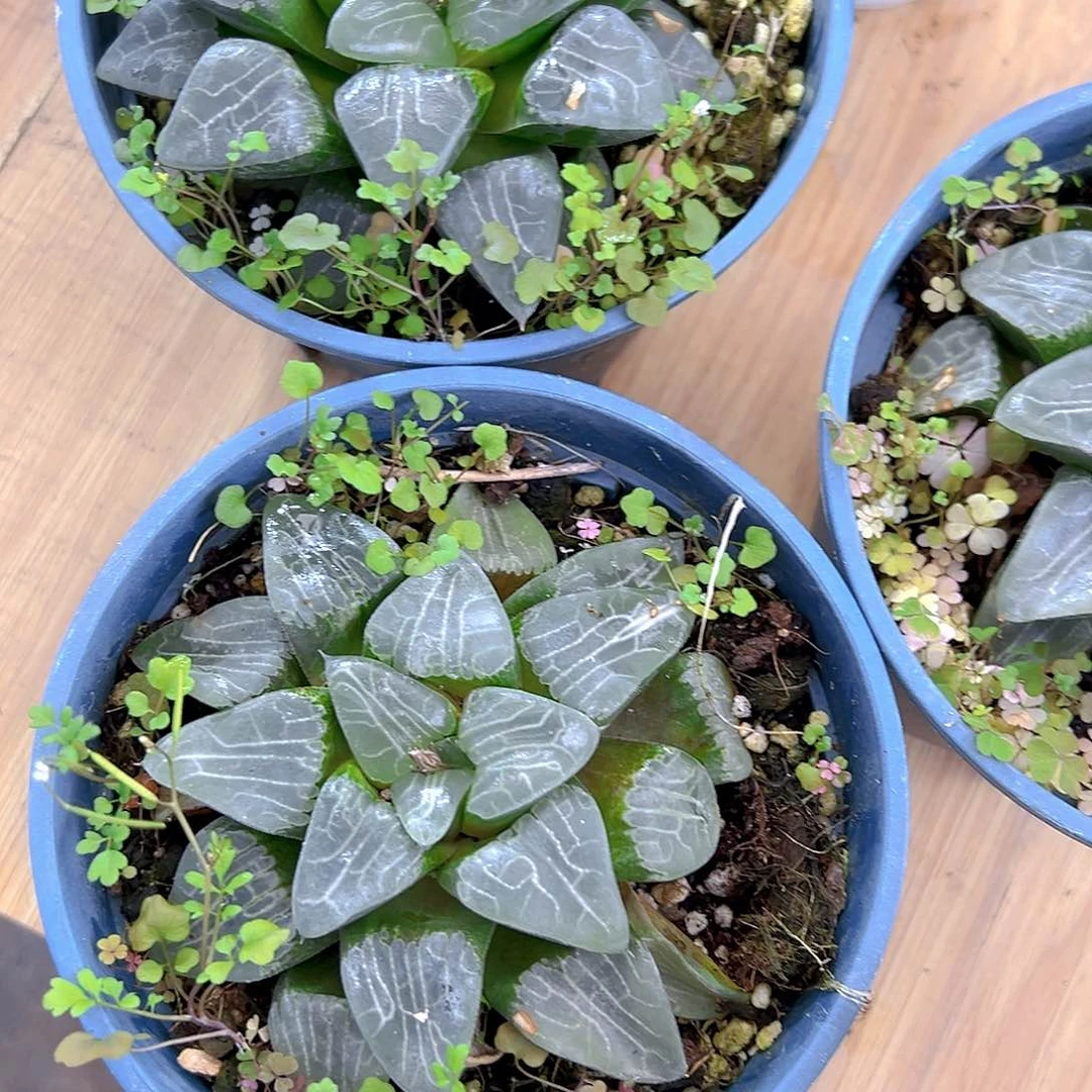 加仑盆月影母本玉露玉露一颗