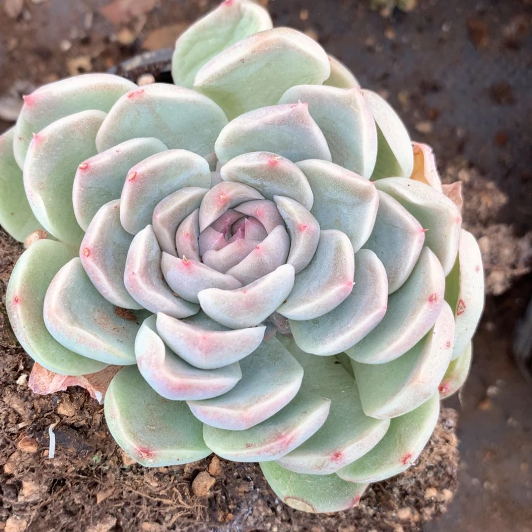 3426杂交多肉植物