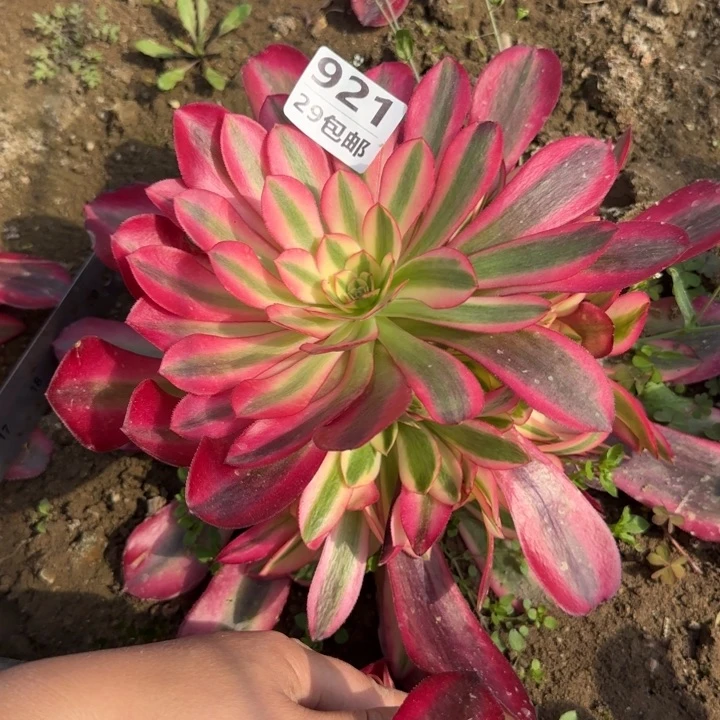 美杜……多肉植物……