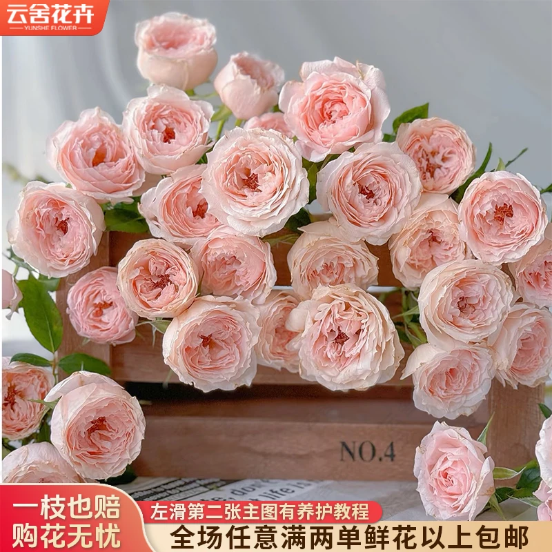 【云舍花卉】【玉脂】多头玫瑰 全场任意满两单及以上鲜花包邮