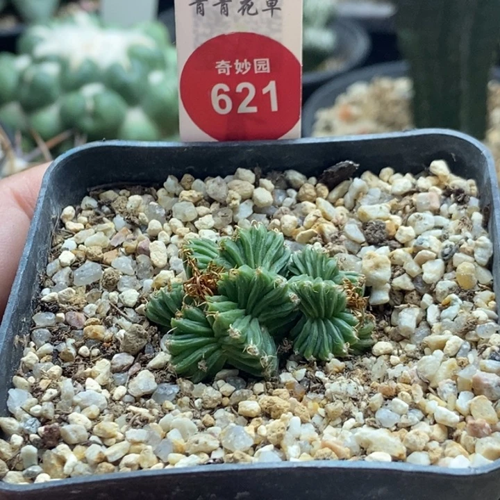 五星花龙自根3.5厘米