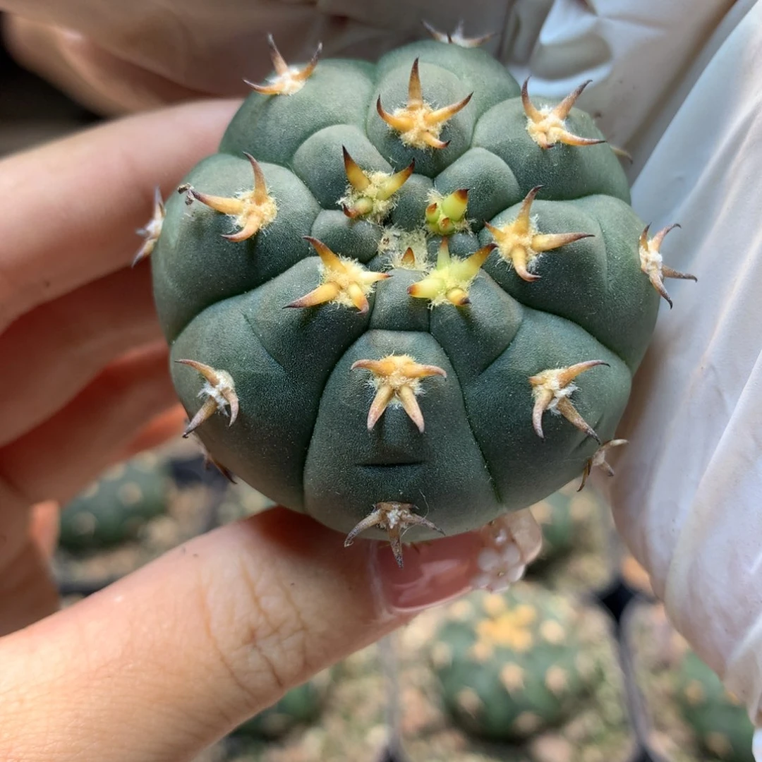 实生 猫爪4公分起发