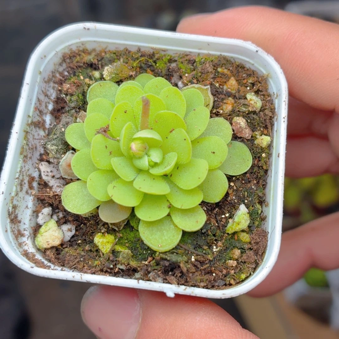 爱思捕虫瑾多肉9.9包邮发货