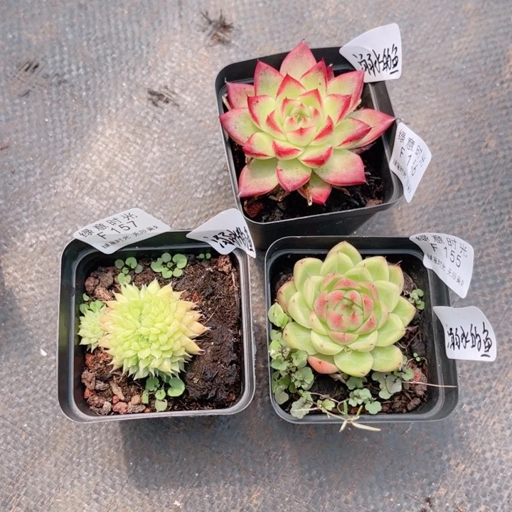 溺****155 156 157 带陶瓷盆发货 满28包邮