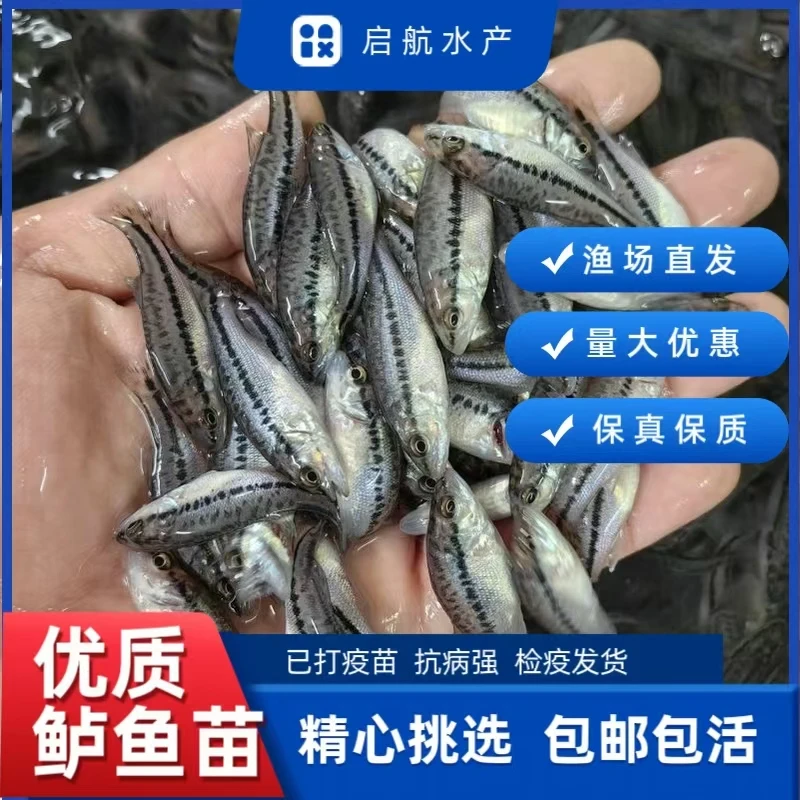 优质大口大冷水包活加州黑鲈淡水规格路亚苗鲈鲈鱼鱼苗