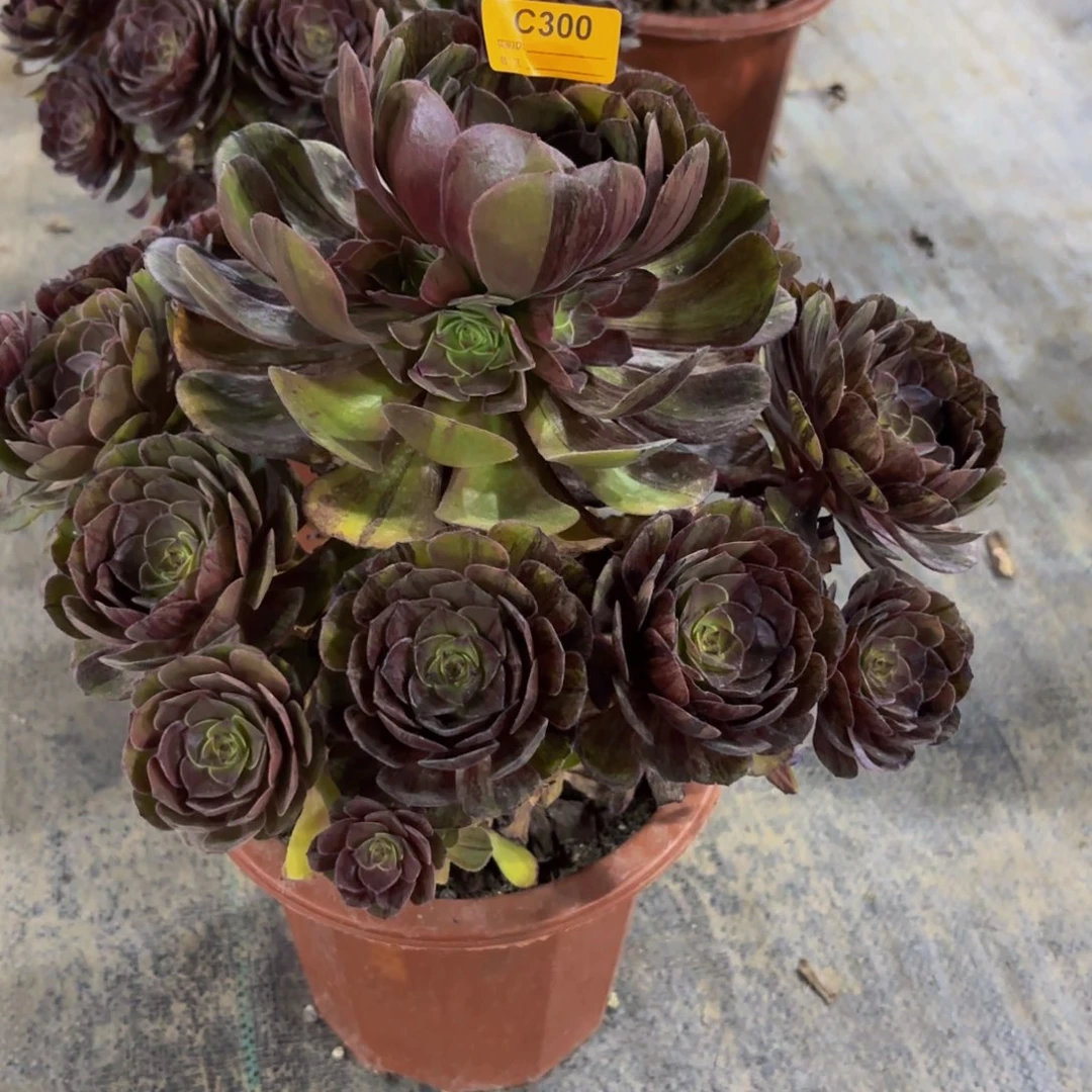 无花朵柳****养300大土球墨染法师多肉植物