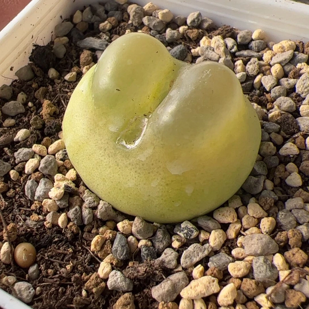 11.23大拉登3以上多肉，118