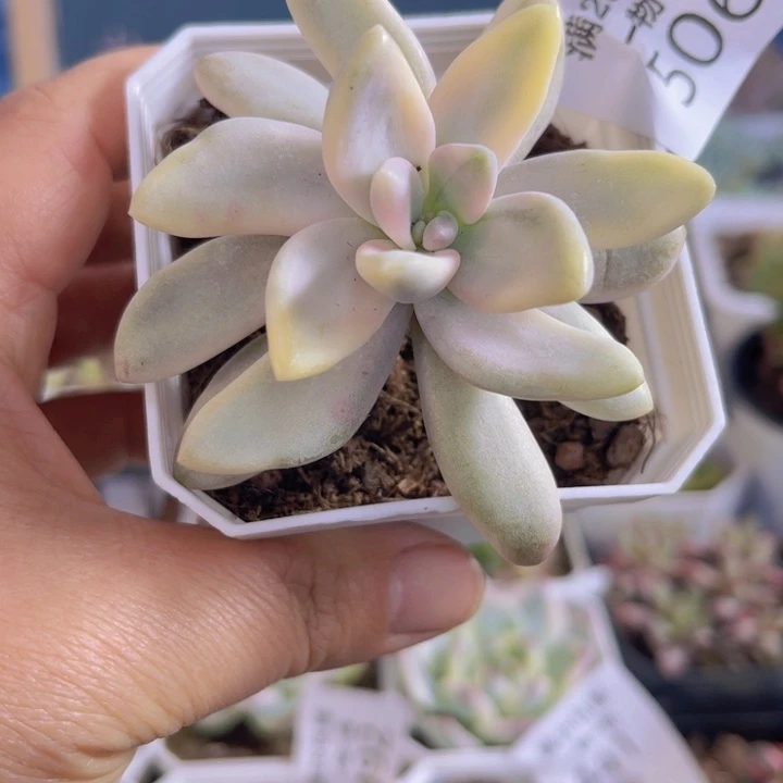 冬美人锦腹轮锦多肉植物506