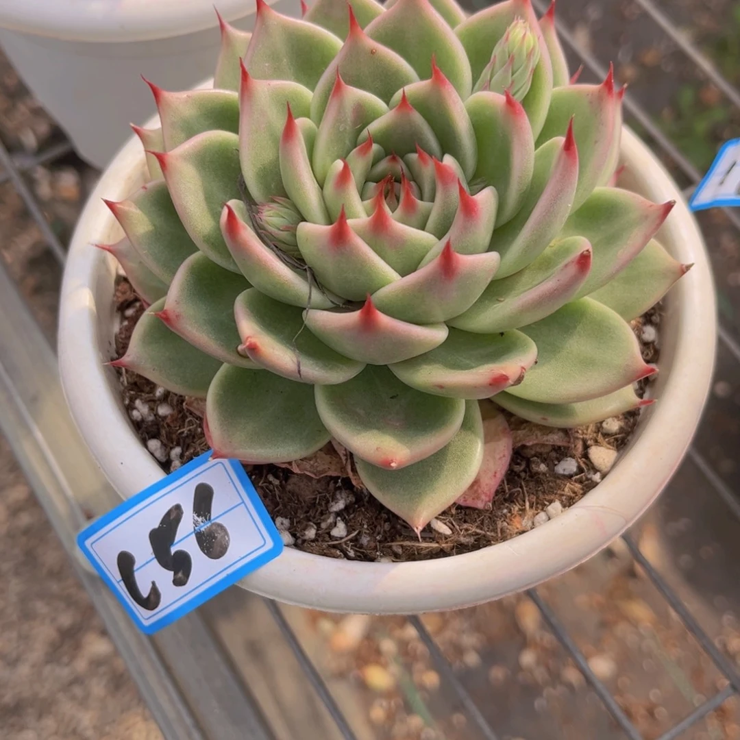 托斯卡11公分99999999999